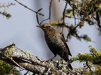 U0U2183c  Rusty Blackbird (Euphagus carolinus) - fall/winter male